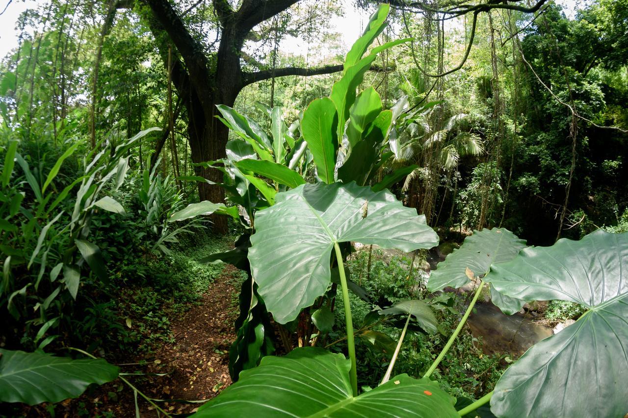 Canton Suisse Martinique Treehouseヴィラ エクステリア 写真