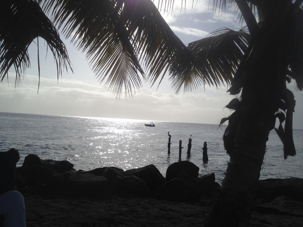 Canton Suisse Martinique Treehouseヴィラ エクステリア 写真